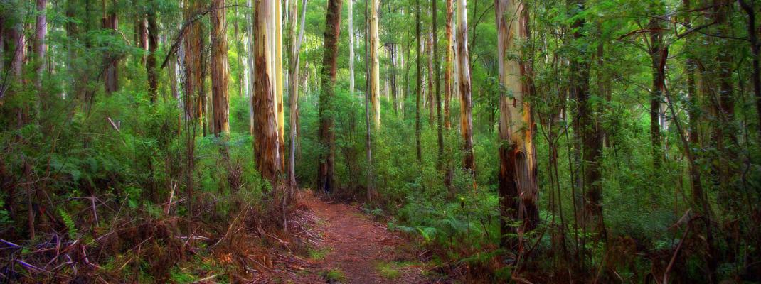 Toolangi Recreation Reserve