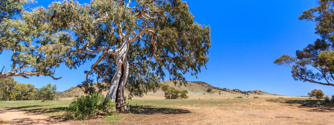 Burra Creek Gorge Reserve